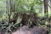Wandeling door het bos