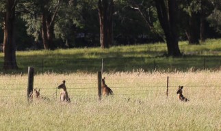 Kangaroes op de camping