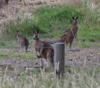 Kangaroes achter de camping