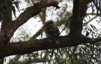 Kookaburra op de camping