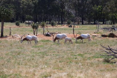 Antilopes